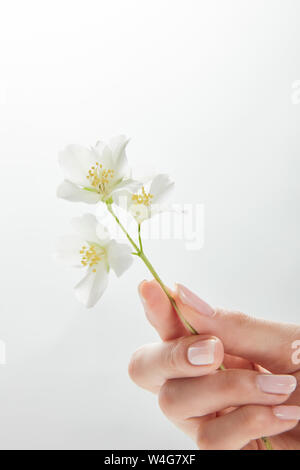 7/8-Ansicht von Frau mit Jasminblüten in der Hand Stockfoto