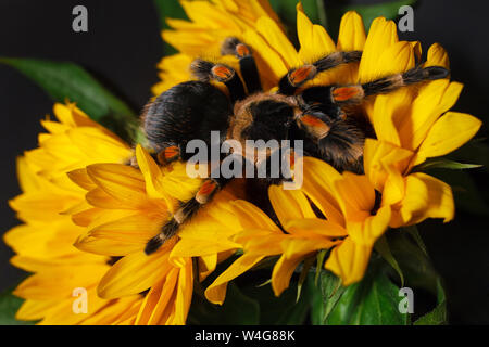 Helle große Spinne birdeater Vogelspinne Brachypelma Smithi mit bunten Sonnenblumen. Großen, gefährlichen Riesen Spinne. Stockfoto