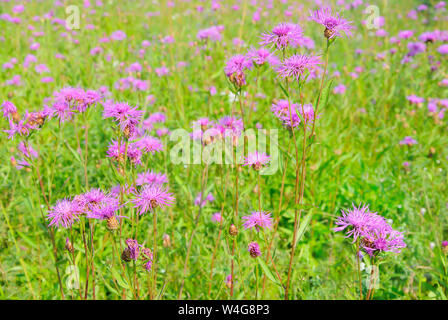 Kornblume (Centaurea jacea) Blumen auf der Wiese, selektiven Fokus Stockfoto