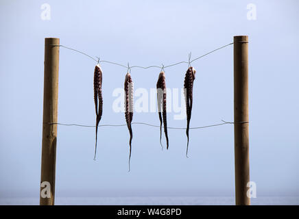 Octopus trocknen in der Sonne in Sougia, in der Nähe von Paleochora, Kreta Stockfoto