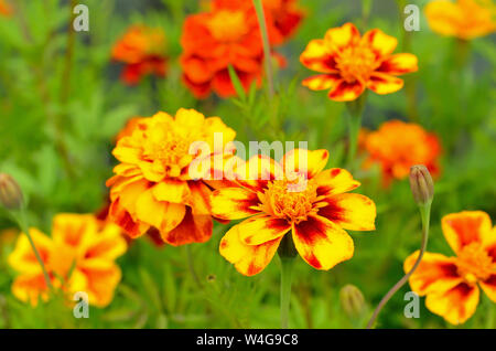 Tagetes Blumen im Garten, den Schwerpunkt auf die vorderen Blume Stockfoto