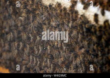 Tausende von Bienen in den Waben mit Honig. Bienen Nektar sammeln und in die sechseckigen Zellen nach der Rückkehr in den Bienenstock Stockfoto
