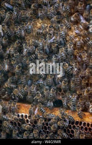 Tausende von Bienen in den Waben mit Honig. Bienen Nektar sammeln und in die sechseckigen Zellen nach der Rückkehr in den Bienenstock Stockfoto