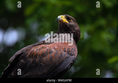Peregrine braun Falcon auf der Suche nach Beute. Nahaufnahme von sakerfalke auf grünem Hintergrund im Freien isoliert Stockfoto