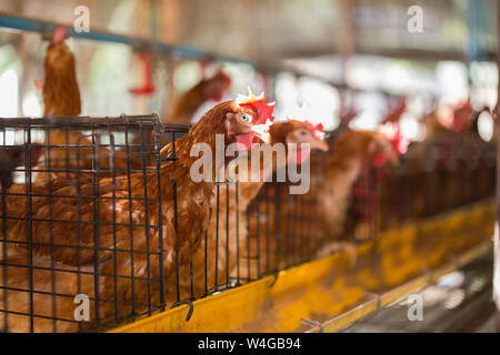 Hühner, Eier von Legehennen in Käfigen industrielle Farm Stockfoto