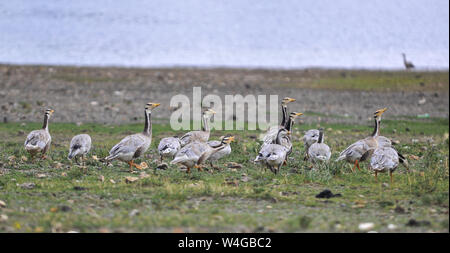 Lhasa, China's Tibet autonomen Region. 22. Juli, 2019. Bar - vorangegangen Gänse Rest in der Nähe der Ufer des Yamzbog Nagarze Yumco See in der Grafschaft von Shannan, Südwesten Chinas Autonomen Region Tibet, 22. Juli 2019. Credit: Jigme Dorje/Xinhua/Alamy leben Nachrichten Stockfoto
