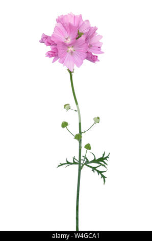 Malva Blume auf weißem Hintergrund Stockfoto