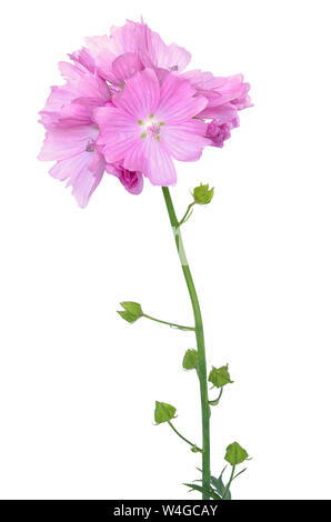 Malva Blume auf weißem Hintergrund Stockfoto