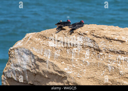 Zwei Truthahngeier (Cathartes Aura) sitzen am Rand einer Klippe in Paracas National Reserve im Süden Perus Stockfoto