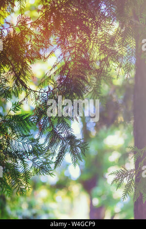 Hellen Wald durch die Äste der Bäume und thuja an einem sonnigen Sommertag mit Highlights Stockfoto