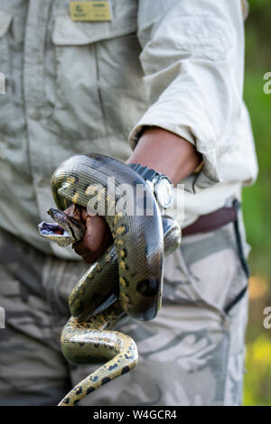 Naturforscher zeigt Anakonda (Eunectes murinus) im Peruanischen Amazonas Stockfoto