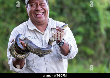 Naturforscher zeigt Anakonda (Eunectes murinus) im Peruanischen Amazonas Stockfoto