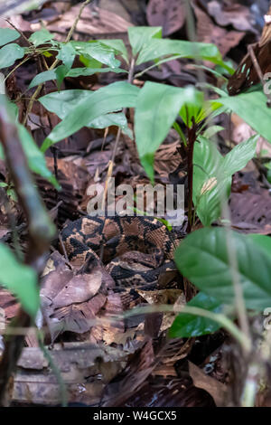 Südamerikanischer Buschmeister (Lachesis muta) Schlange im Amazonischen Dschungel von Peru Stockfoto