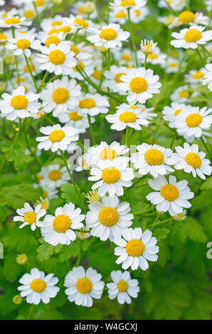 Tanacetum parthenium Mutterkraut, Blumen im Garten Stockfoto