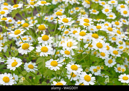 Blumen Mutterkraut (Tanacetum parthenium) im Garten Stockfoto