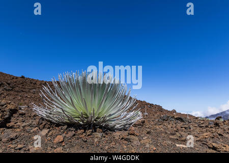 Silversword in vulkanischen Krater Haleakala, Maui, Hawaii, USA Stockfoto