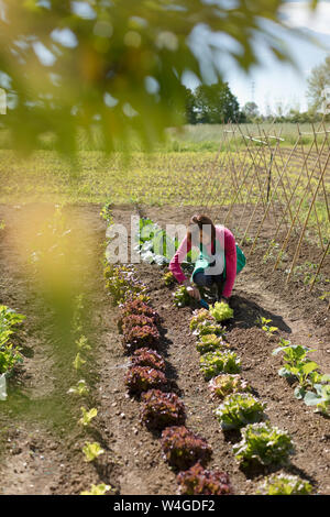 Frau in Ihrem Gemüsegarten arbeiten, Italien Stockfoto