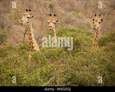 Portrait von drei Giraffen, Kruger National Park, Mpumalanga, Südafrika Stockfoto