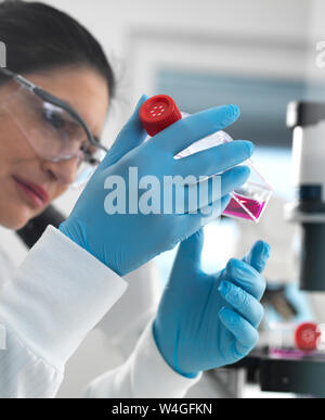 Menschliche Zelle Forschung, weibliche Zellbiologe Prüfung eine Flasche mit Stammzellen, in rot Nährmedium im Labor kultiviert Stockfoto
