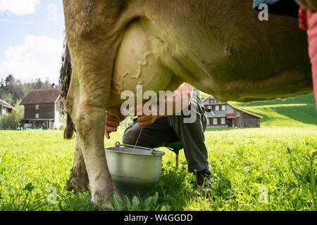 Landwirt Melken eine Kuh auf der Weide Stockfoto