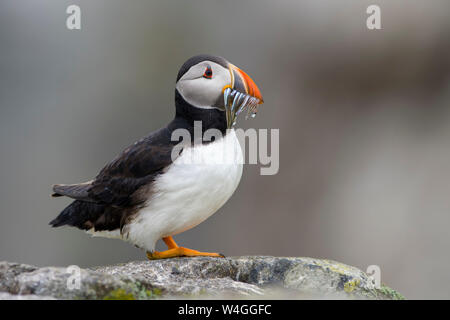 Schottland, Insel, Papageitaucher, Fratercula arctica Stockfoto