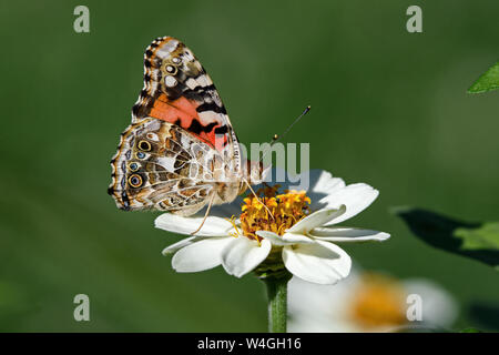 Lady oder Vanessa cardui Eine bekannte bunte Schmetterling auf White Zinnia Blume gemalt. Stockfoto