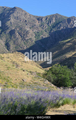 Nuratau nuratau-kyzylkum Biosphärenreservat, Berge, zentralen Usbekistan Stockfoto