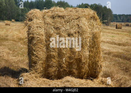 Geerntet, Stroh gerollt in Rollen Stockfoto