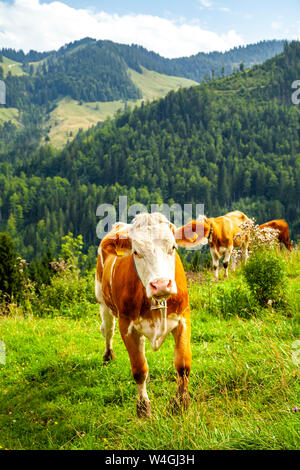 Portrait von Kuh auf der Almwiese, Österreich Stockfoto