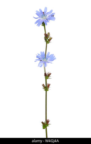 Cichorium Blume auf weißem Hintergrund Stockfoto