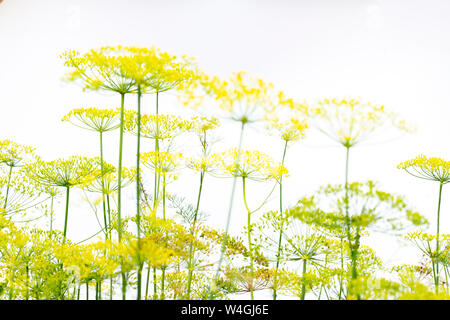 Dill Bush auf weißem Hintergrund Stockfoto