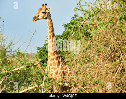 Giraffe im Busch, Kruger National Park, Mpumalanga, Südafrika Stockfoto