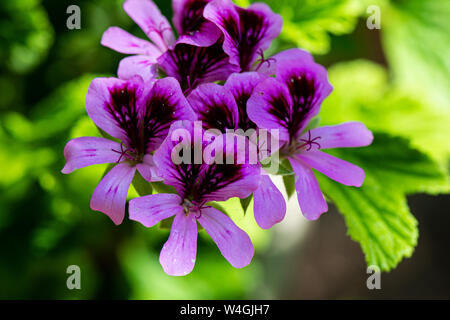 Die Blumen einer Pelargonium 'Orange Fizz' Stockfoto