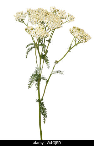 Achillea millefolium Blume auf weißem Hintergrund Stockfoto