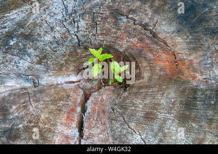 Drei junge Triebe von einem Baum auf ein alter Baumstumpf Stockfoto