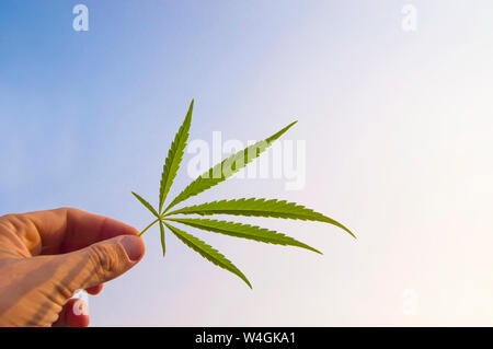 Grün hanf Blatt in der Hand auf blauen Himmel Hintergrund Stockfoto
