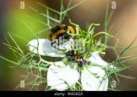 Eine Hummel auf einer Blüte eines weißen Liebe-in-a-Mist (Nigella damascena) Stockfoto