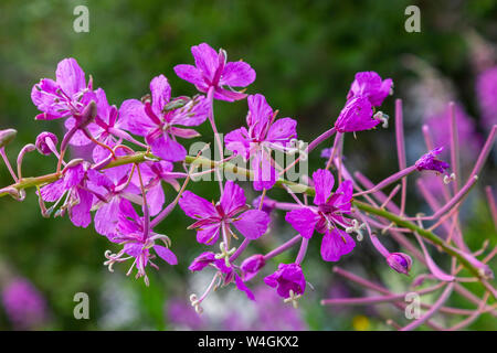 Rosa Blüten von Fireweed in voller Blüte Nahaufnahme im Sommer. Lateinischer Name Chamaenerion. Stockfoto