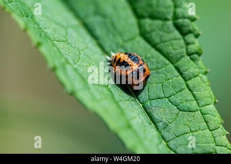Die Puppe von einem Harlekin Marienkäfer (Harmonia axyridis) auf einem Blatt Stockfoto