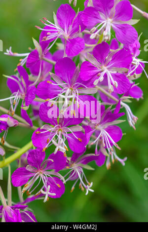 Rosa Blüten von Fireweed in voller Blüte Nahaufnahme im Sommer. Lateinischer Name Chamaenerion. Stockfoto