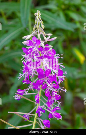 Rosa Blüten von Fireweed in voller Blüte Nahaufnahme im Sommer. Lateinischer Name Chamaenerion. Stockfoto