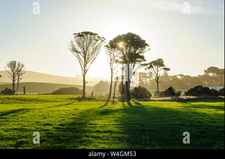 Hintergrundbeleuchtung der Bäume auf der grünen Wiese, die Catlins, Südinsel, Neuseeland Stockfoto