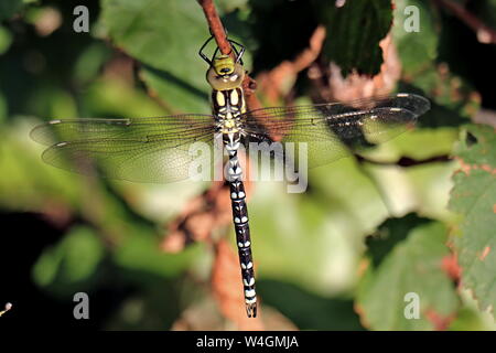 Dragonfly Southern Hawker, Weiblich, Aeshna cyanea, patrouillieren, um das Wasser zu sehen ist, oder "HAWKING" durch den Wald reitet, wird seine Beute in der Luft fangen. Stockfoto