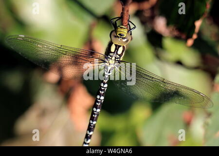 Dragonfly Southern Hawker, Weiblich, Aeshna cyanea, patrouillieren, um das Wasser zu sehen ist, oder "HAWKING" durch den Wald reitet, wird seine Beute in der Luft fangen. Stockfoto