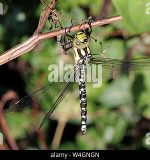 Dragonfly Southern Hawker, Weiblich, Aeshna cyanea, patrouillieren, um das Wasser zu sehen ist, oder "HAWKING" durch den Wald reitet, wird seine Beute in der Luft fangen. Stockfoto