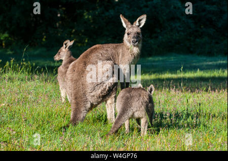 Kängurus in den Grampians National Park, Victoria, Australien Stockfoto