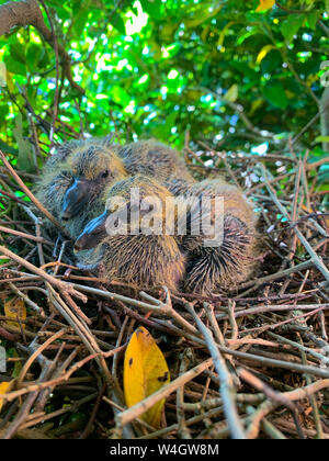 Nahaufnahme Foto zeigt zwei baby Tauben, hatchlings, Junge im Nest Stockfoto