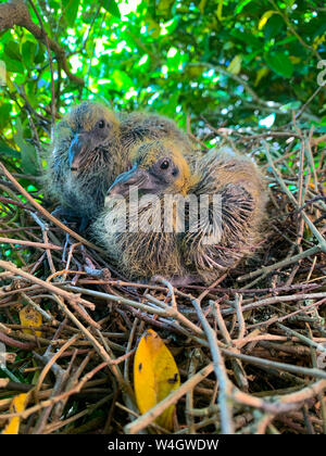 Nahaufnahme Foto zeigt zwei baby Tauben, hatchlings, Junge im Nest Stockfoto