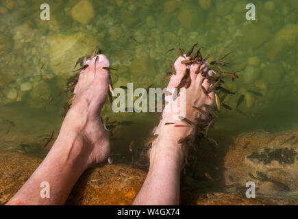 Man genießt einen Fisch - Pediküre im Wadi Bani Khalid, Oman Stockfoto