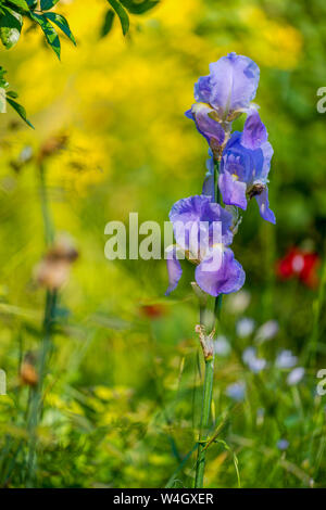 Frankreich, Provence-Alpes-Cote d'Azur, mehrfarbige Iris, Iris Versicolor, in der Nähe Stockfoto